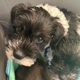 Jersey - Parti male Miniature Schnauzer puppy in Palestine, Texas from Miniature Schnauzer Puppies of Palestine Tx