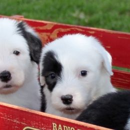 Old English Sheepdog Puppies from Wild-n-Woolly Old English Sheepdogs