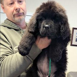 Female 2 Dark Green Collar - Black female Newfoundland puppy in Burfordville, Missouri from Umfleet Farms