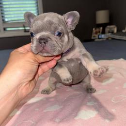 Purple - Blue female French Bulldog puppy in Bolingbrook, Illinois from Flores Frenchies