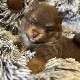 Pomeranian Puppies from Pristine Poms
