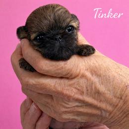Tinker - Red female Shih Tzu puppy in Tallahassee, Florida from Bows and Bow Ties