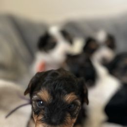 Poodles from The Pierre Company Llc