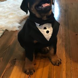 Rottweiler Puppies from Darkstarr Rottweilers