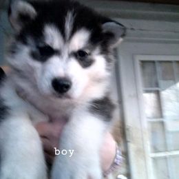 Siberian Husky Puppies from Husky Hollar