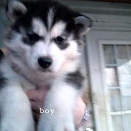 Siberian Husky Puppies from Husky Hollar