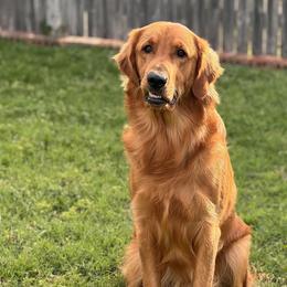 Golden Retriever All Grown Up from Big Sandy Golden Retrievers