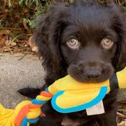 Boykin Spaniels from 4DAcres Boykin Spaniels