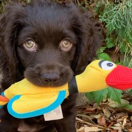 Boykin Spaniels from 4DAcres Boykin Spaniels
