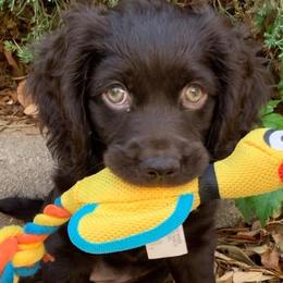 Boykin Spaniels from 4DAcres Boykin Spaniels