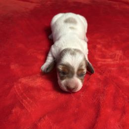 Merry - Piebald female Dachshund puppy in Hawley, Texas from Little e Dachshunds