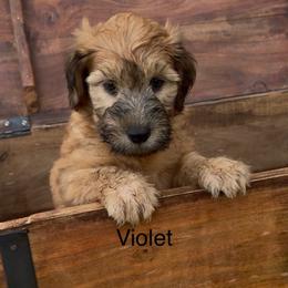 Violet purple collar - Brown female Whoodle puppy in Pima, Arizona from Schmidt's K9s