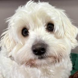 Royal - Coton de Tulear