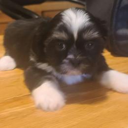 Girl 3 - Black and white female Shih Tzu puppy in Belleville, Michigan from Patricia's Heavenly Earth Angels