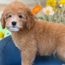 Parker - Red male Bernedoodle puppy in Yuciapa, California from AlltheDoodlez_
