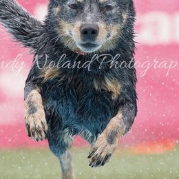 Australian Cattle Dogs from Joann Sesser
