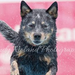 Australian Cattle Dogs from Joann Sesser