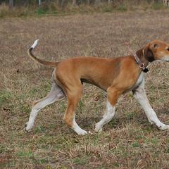 Saluki Puppies from Obi-Wan Salukis