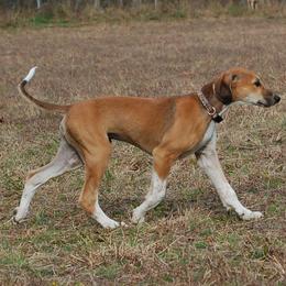 Saluki Puppies from Obi-Wan Salukis