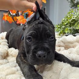 Blue collar Male - Black brindle male Cane Corso puppy in St. Augustine, Florida from RG2 Cane Corsos