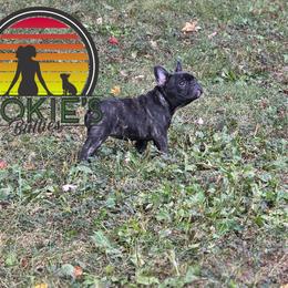 Storm - Brindle female French Bulldog puppy in Springfield, Missouri from #1 Frenchies aka Nokie's Bullies