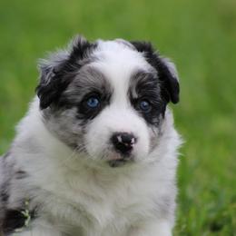 Merle boy 2 - Blue merle male Border Collie puppy in Tylertown, Mississippi from Cool Meadow Farms