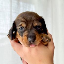 WALTER - Wild boar male Dachshund puppy in Paso Robles, California from Drift & Dash Dachshunds