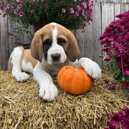 Whirlwind - Brown and white male Saint Berdoodle puppy in Traverse City, Michigan from Bare Paws Saint Berdoodles