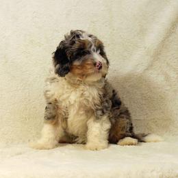 Girl 1 - female Bernedoodle puppy in Mechanicsville, Virginia from Loblolly Moon Farm