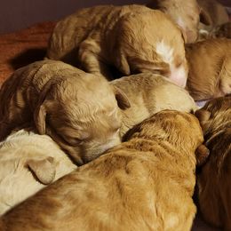 Girl 4 - Caramel female Labradoodle puppy in Fostoria, Michigan from North Country Kennel Club