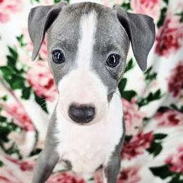Signature Move - White and blue male Italian Greyhound puppy in Cadwell, Georgia from All The DoDa Day Italian Greyhounds