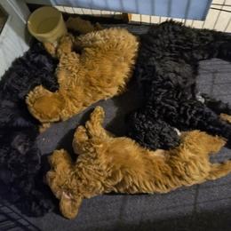 Australian Cobberdog Puppies from Lively Acres Cobberdogs