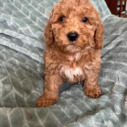 Lewis - Apricot male Goldendoodle puppy in Lowville, New York from Adirondack Labradoodles