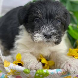 Dilute Retriever and Miniature Schnauzer Puppies from East Front Labradors & Treasure State Schnauzers