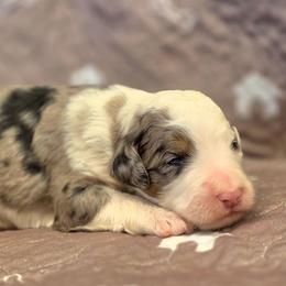 Cedar - Merle male Bernedoodle puppy in Shelton, Washington from NW Bernedoodles of Washington
