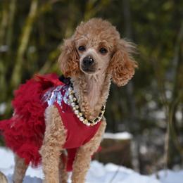 Poodle puppies from My Sweet Poodles and Doodles