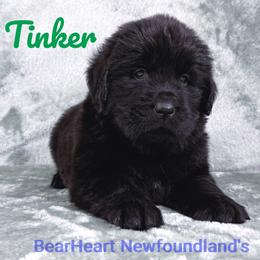Tinker - Black female Newfoundland puppy in Cortez, Colorado from Bear Heart Newfoundlands, LLC