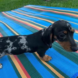 Pepper - Black and tan female Dachshund puppy in Nederland, Louisiana from M & M Pups
