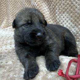 Red - Sable male German Shepherd puppy in Buffalo, West Virginia from Z Tykev Vino LLC