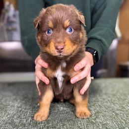 Stuffing  (lime) - Red tri-color male Australian Shepherd puppy in Falmouth, Kentucky from Queen City Farm