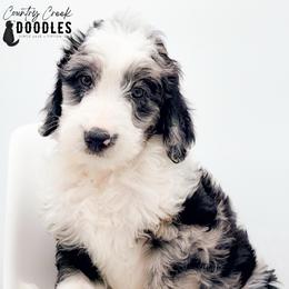 Bobby - female Australian Mountain Doodle puppy in Tipton, Indiana from Country Creek Doodles