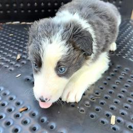 Patsy Cline - Blue female Border Collie puppy in Richland Hills, Texas from Bordercollieblues
