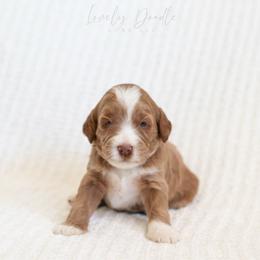 Yellow Collar Girl - Caramel female Australian Labradoodle puppy in Thousand Oaks, California from Lovely Doodle Lane