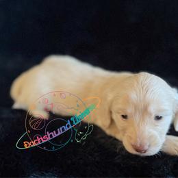 Polaris - Cream female Dachshund puppy in Peyton, Colorado from Dachshund Universe