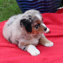 "Ellie Walker" - Blue merle Australian Shepherd puppy in Noxon, Montana from MITIN Aussies AKC Standard Australian Shepherds