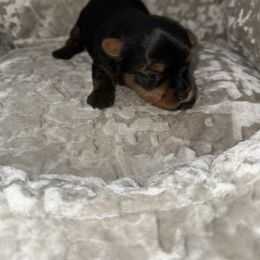 Boy 2 - Black and tan male Yorkshire Terrier puppy in Livermore, California from Ruben & Tatiana’s Yorkshire Terriers