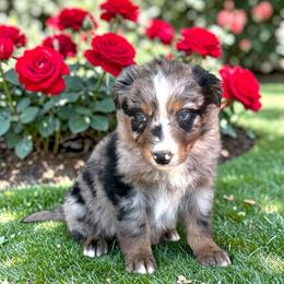 Dolly Baldwin - Blue merle female Australian Shepherd puppy in Statesville, North Carolina from Charming Australian Shepherds