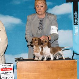 Female - Dachshund