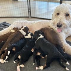 Bernedoodle, Goldendoodle, and Golden Mountain Doodle Puppies from Sonoran Standard Doodles