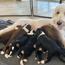 Bernedoodle, Goldendoodle, and Golden Mountain Doodle Puppies from Sonoran Standard Doodles
